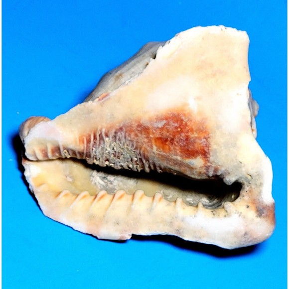 Queen Helmet Seashell Horned Gulf Conch Elaborate Opening 5.6" X 5" VGC! #D - Picture 8 of 13